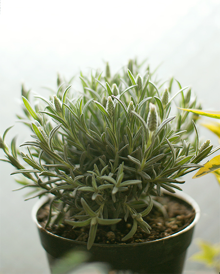 130327a.jpg